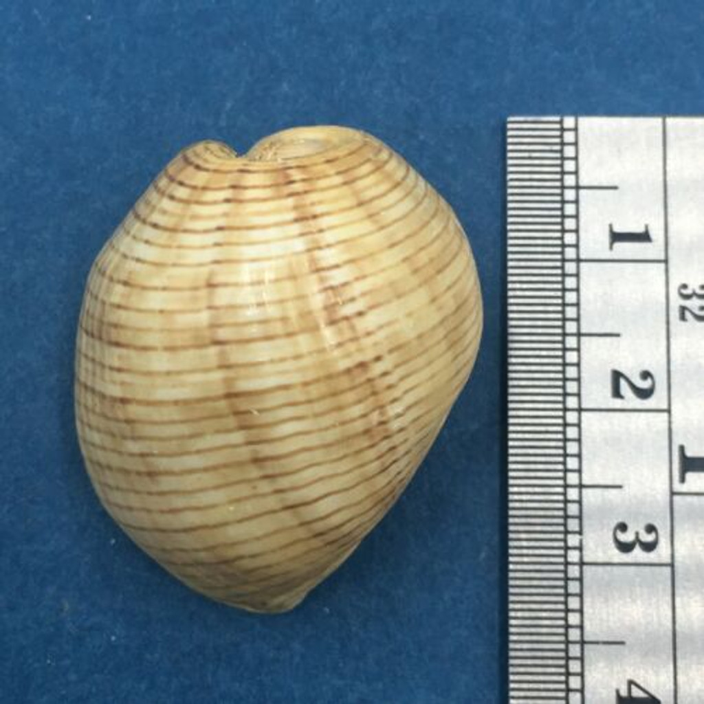 #19 Hydatina physis 31.3mm Australia Aplustridae