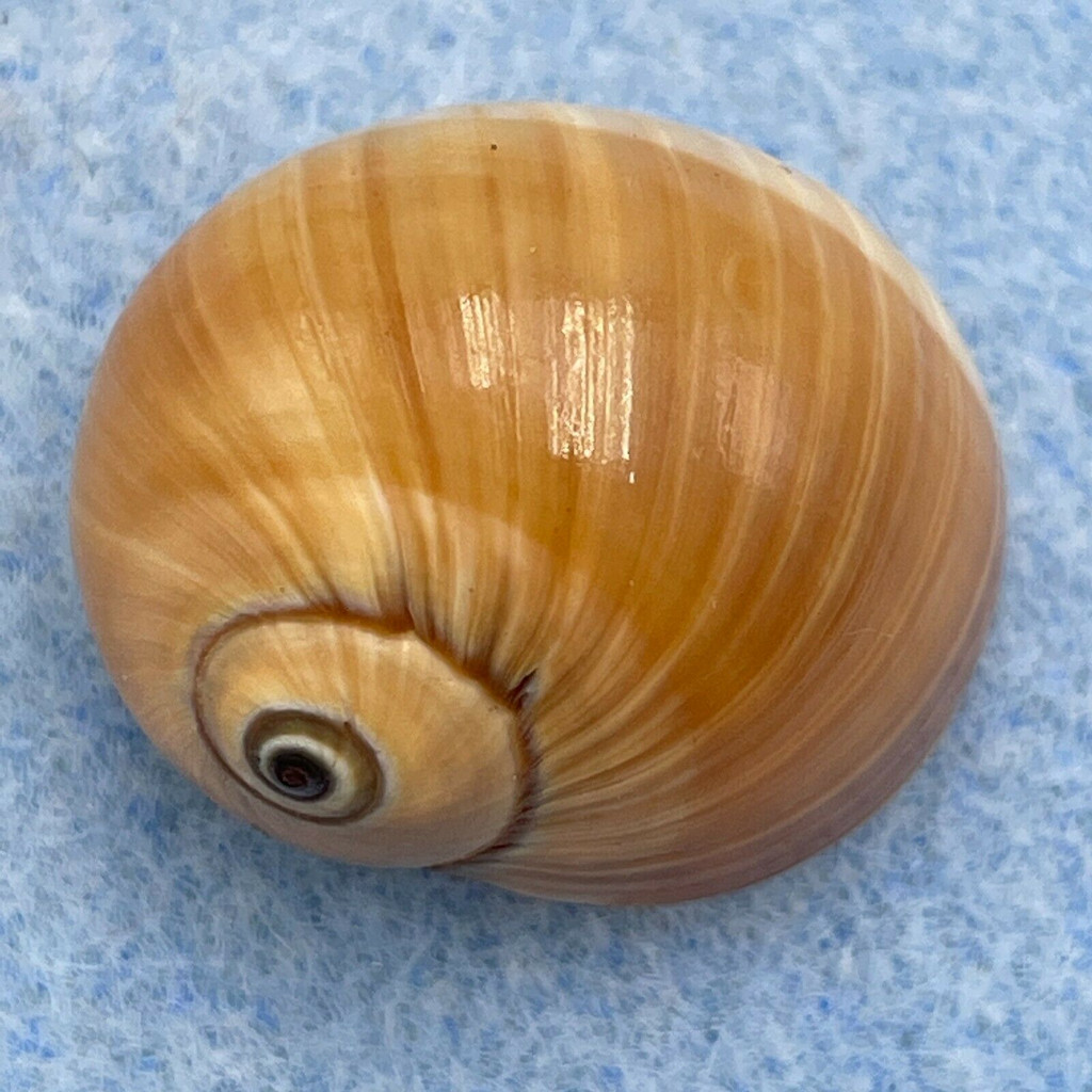 #9 Natica fasciata 21.4mm F++ Olango Is., Philippines, Dived In Shallow Water