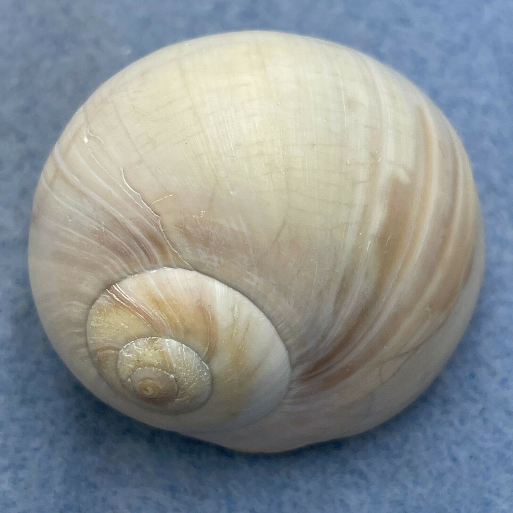 #2 Euspira heros 42.4mm F (Broken Lip) Sneads Ferry, NC Scallop Dump