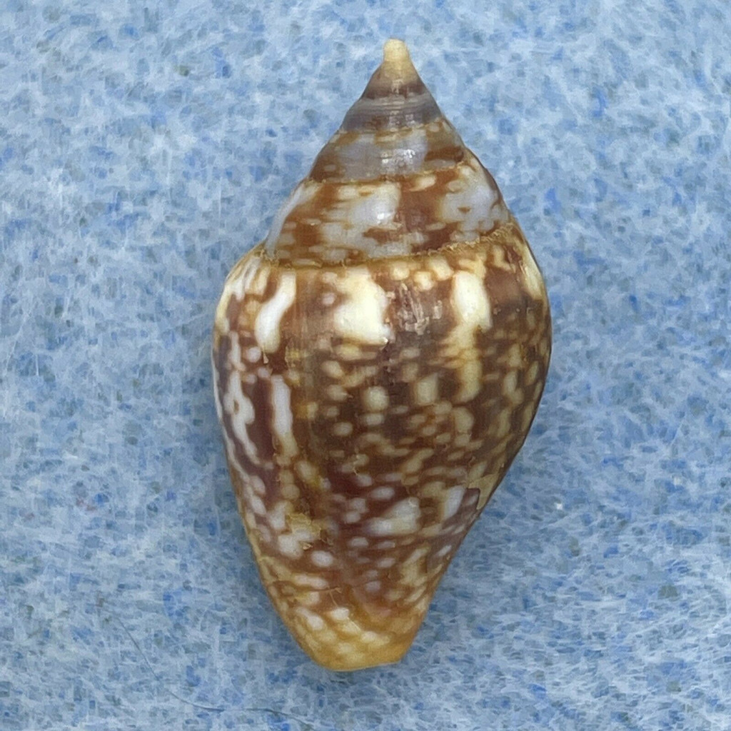 #3 Columbella rustica 18.1mm F++ Malaga, Spain, 2m