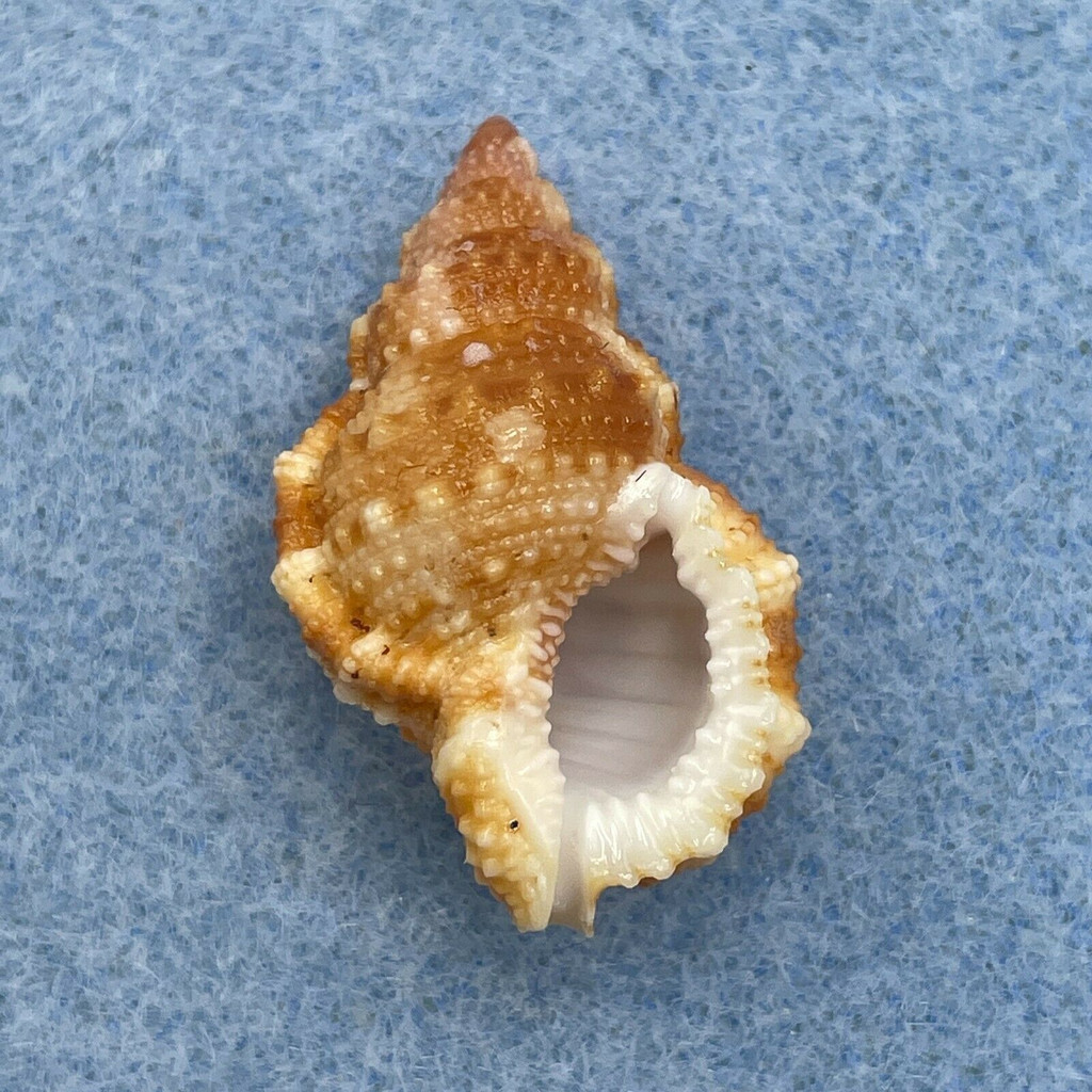 #10 Bursa granularis 28.9mm F++ Australia