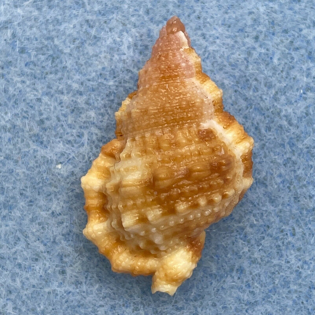 #5 Bursa granularis 27.5mm F+ Tasmania, Australia