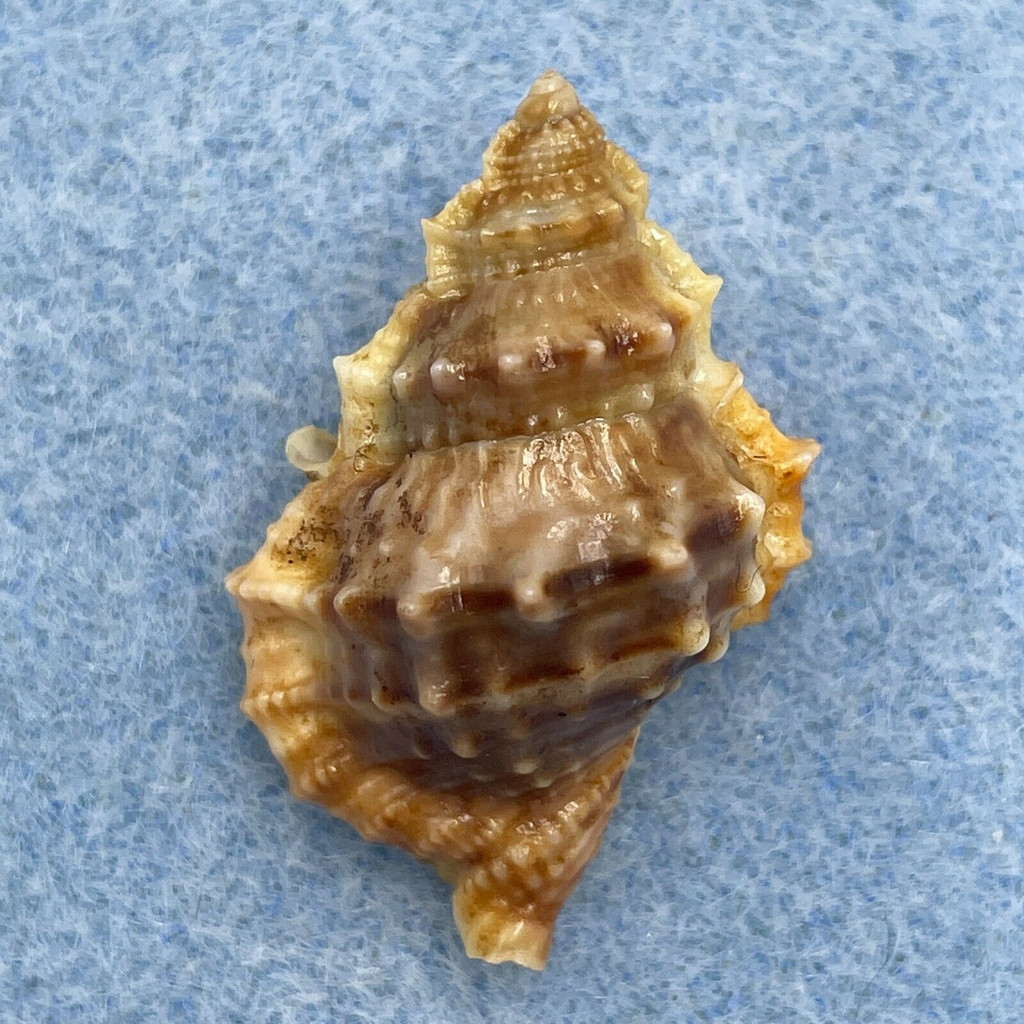 Bufonaria (Marsupina) nana 30mm Copala Region, Mexico, SCUBA 30m