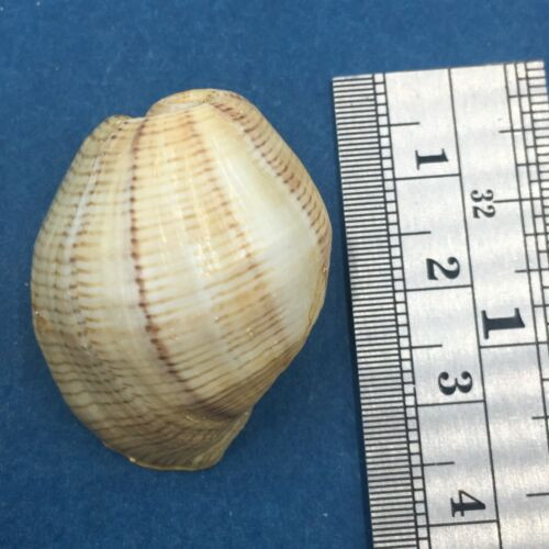 #11 Hydatina physis 31.9mm Australia Aplustridae