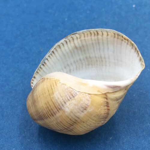 #11 Hydatina physis 31.9mm Australia Aplustridae