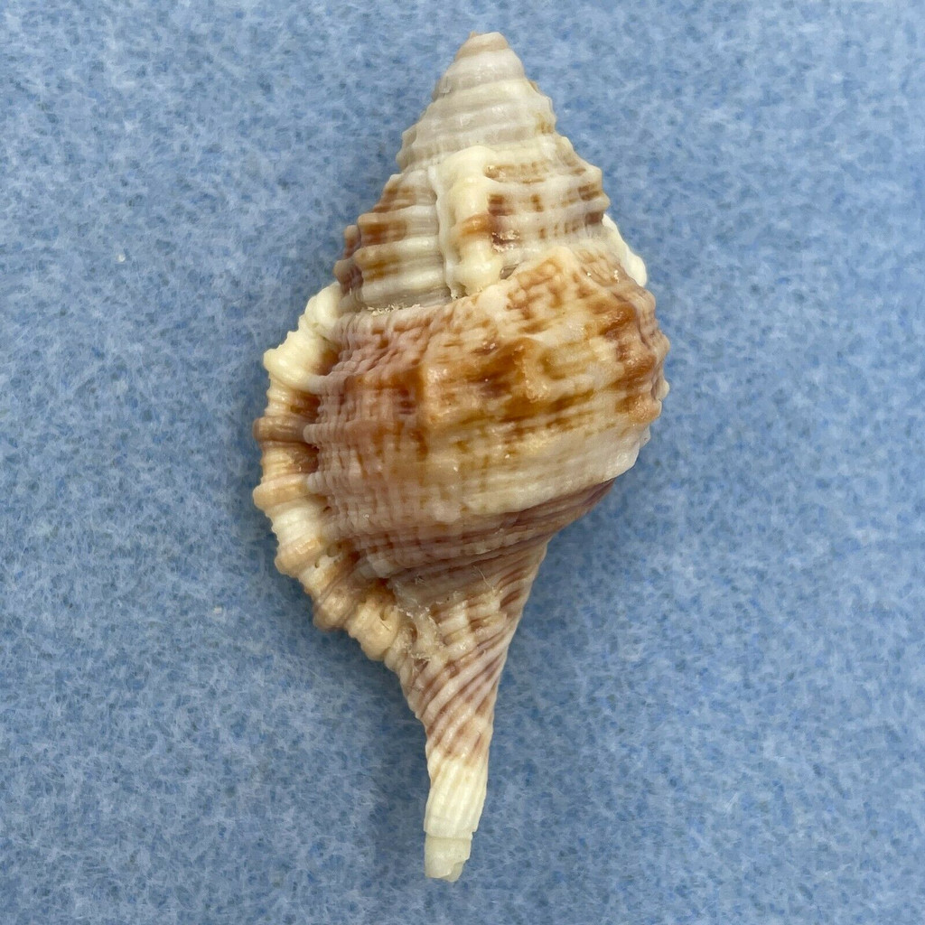 #7 Gutturnium muricinum 48.4mm F+ Fiji