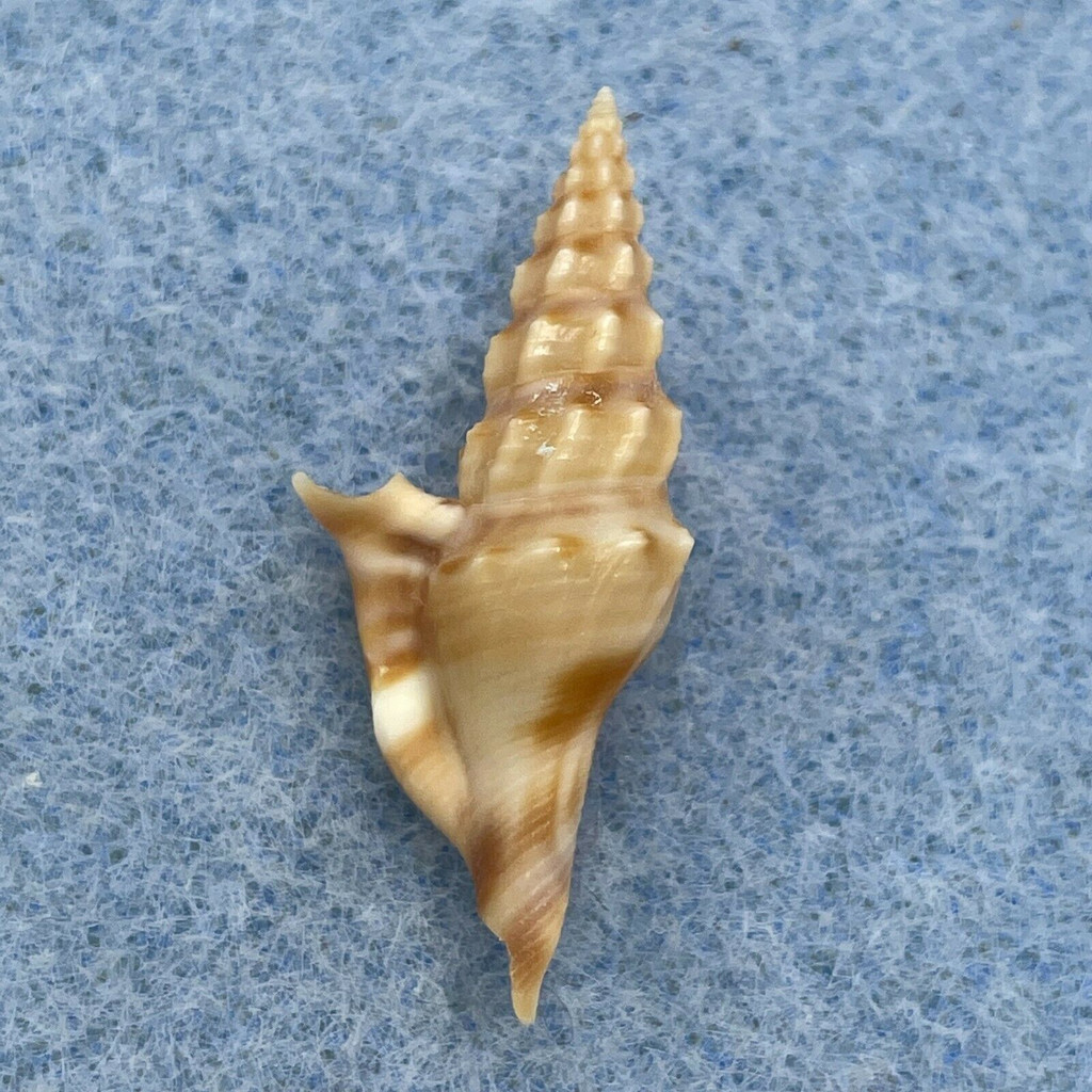 Glyphostoma otohimeae 27.2mm F+ Bohol, Philippines, Shallow Water Turridae