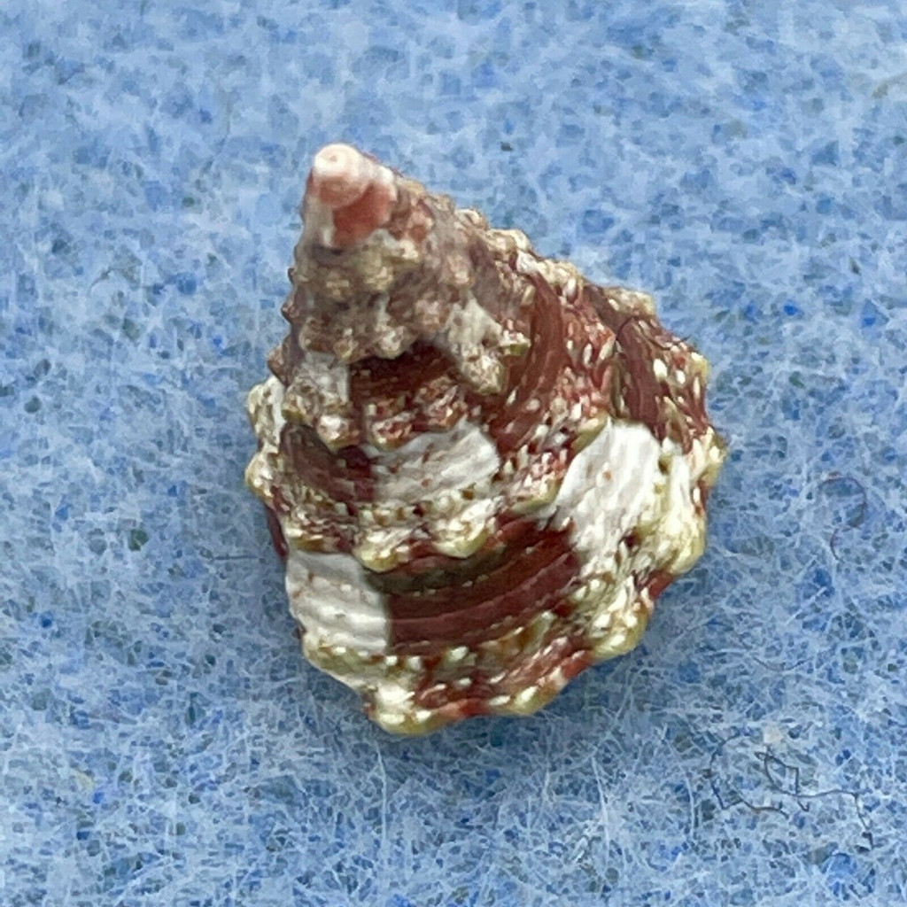 Tectus sp. 11.3mm F+ Aliguay Island, Philippines 60-120m