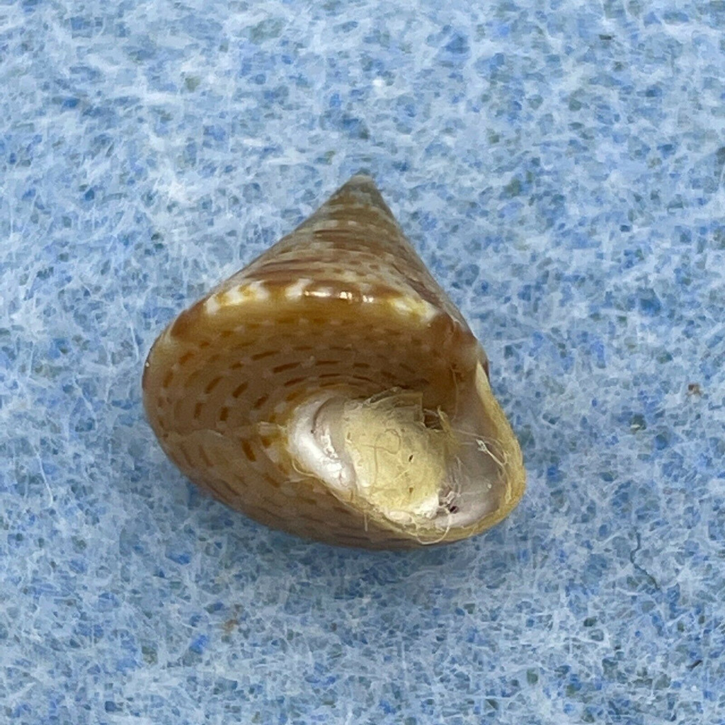 #6 Calliostoma laugieri 10mm F++ W/O Malaga, Spain, Low Tide In Rocks/Sand