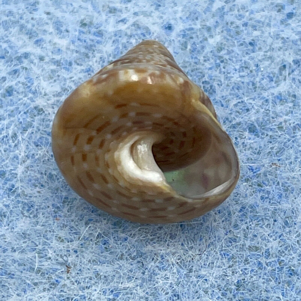 #2 Calliostoma laugieri 11.7mm F+ Cabo de Gata, Spain