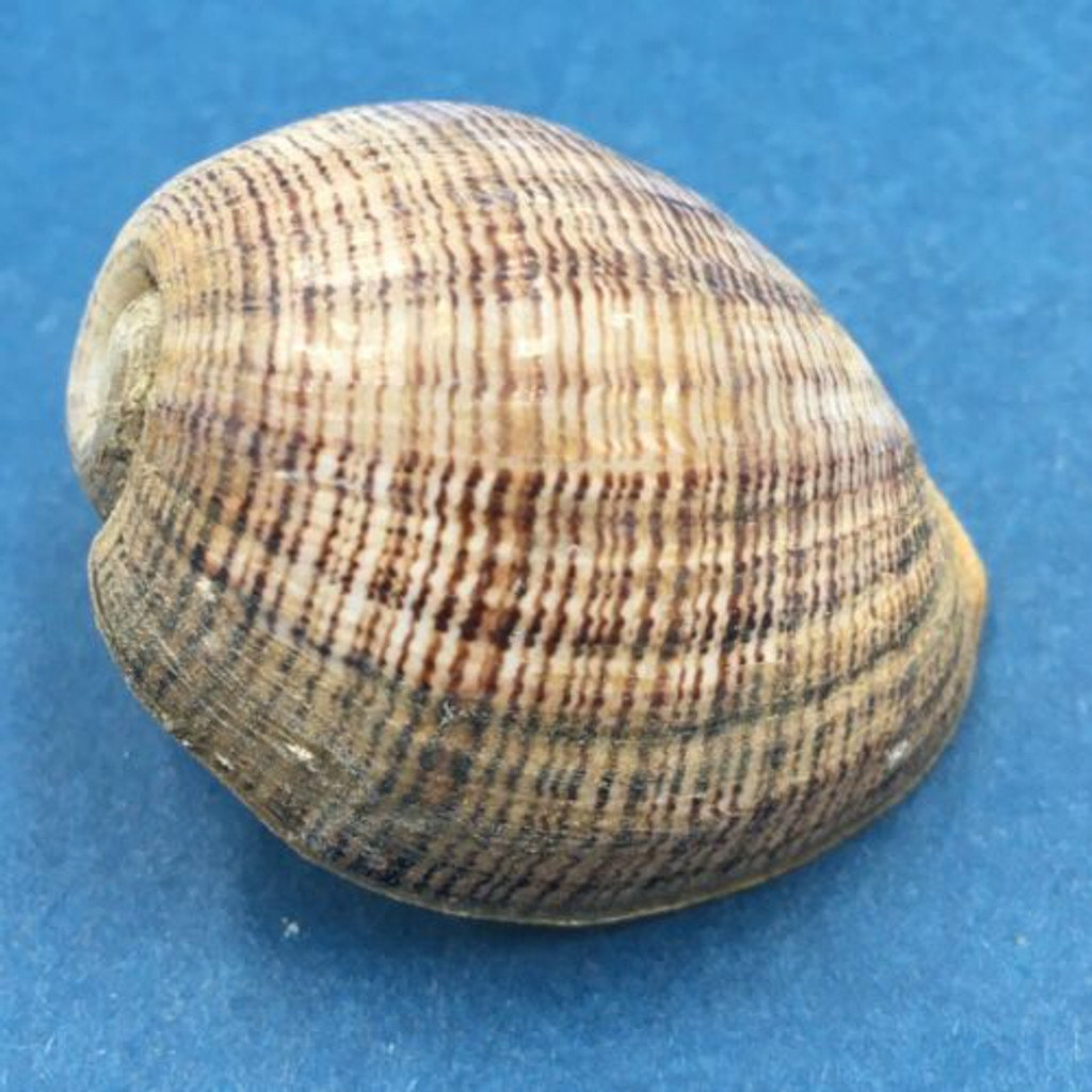 #3 Hydatina physis 34mm Tayabas Bay, Luzon, Philippines 25m Deep Amplustridae