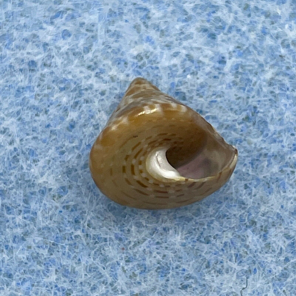 #5 Calliostoma laugieri 9.3mm F++ Cabo de Gata, Spain