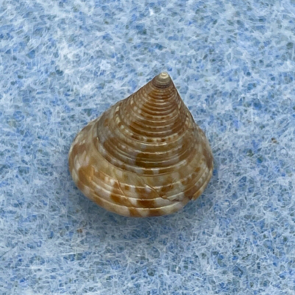 #7 Calliostoma laugieri 10.1mm F++ W/O Malaga, Spain, Low Tide In Rocks/Sand