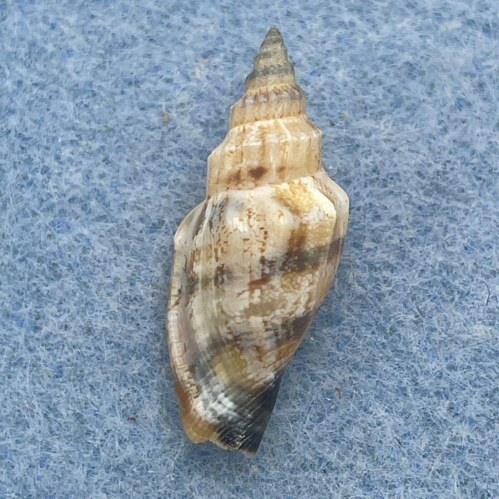 #5 Strombus urceus 24.1mm F++ Immature Lip, Coron, Philippines 10-25m Fished