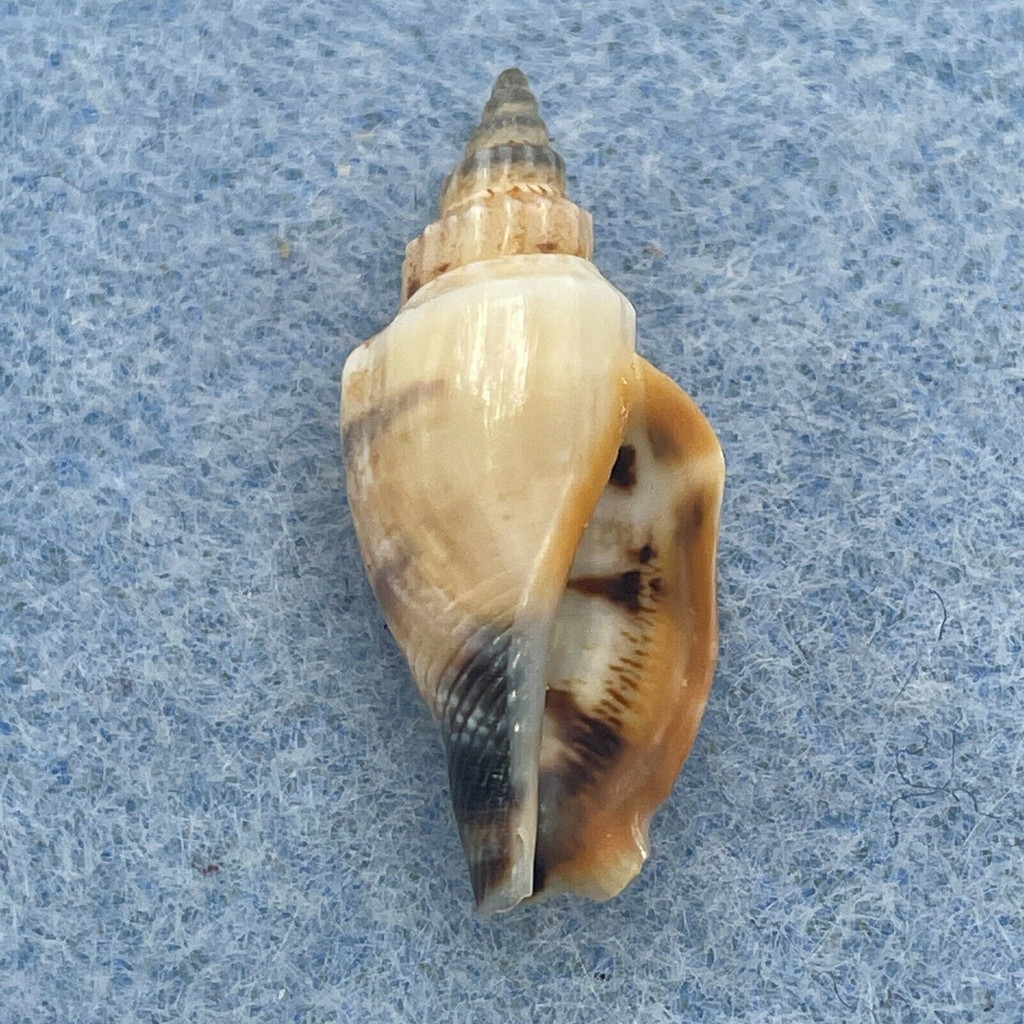 #5 Strombus urceus 24.1mm F++ Immature Lip, Coron, Philippines 10-25m Fished