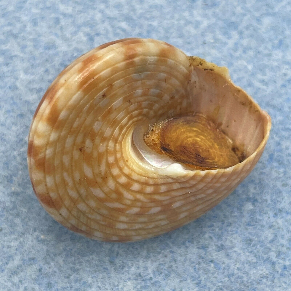 #6 Calliostoma zizyphinum 23.8mm F+ W/O Malaga, Spain 3M On Rocks