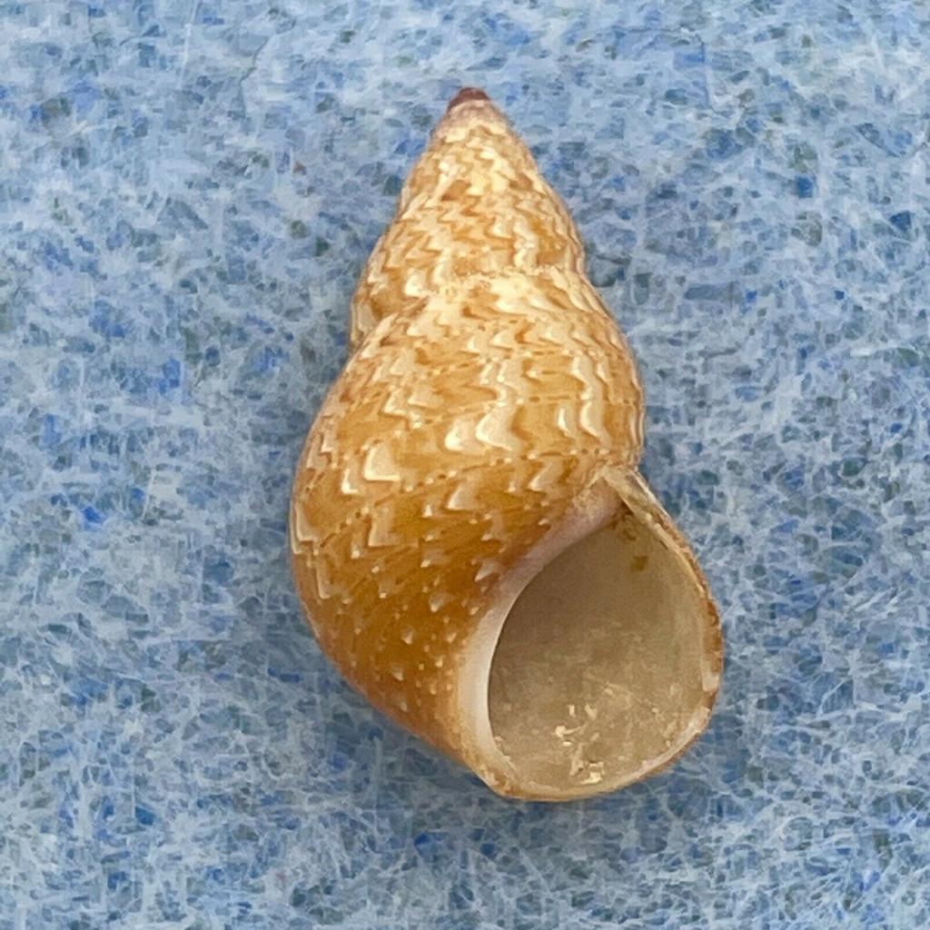 #9 Phasianella solida 12.5mm F+ Balicasag Is. Philippines Tangle Net 130-230m