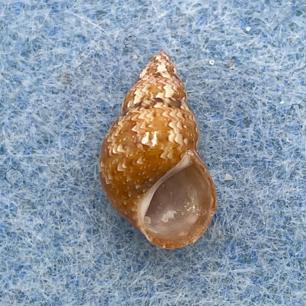 #15 Phasianella solida 12.4mm F+ Ziczac Point, Olango, Philippines 1m