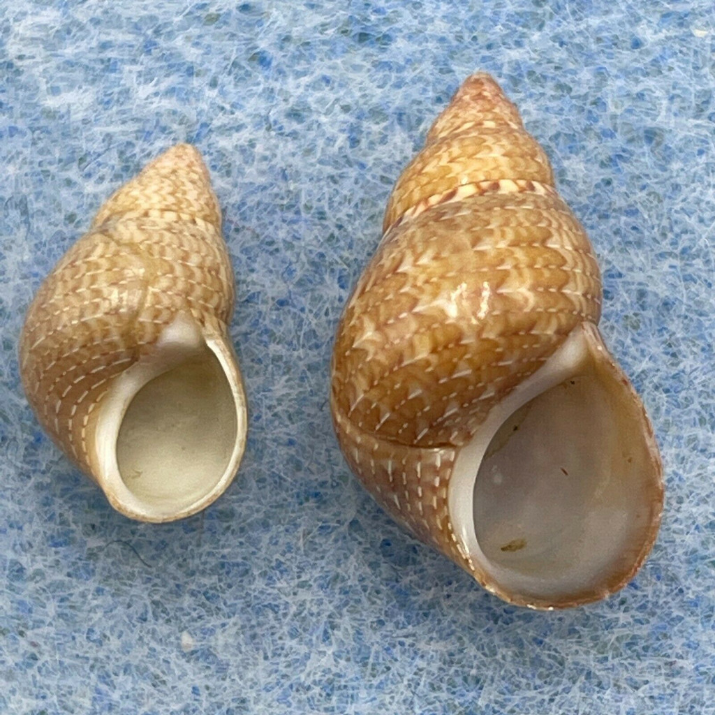 #3 Phasianella solida 11.1-15mm F+ South India