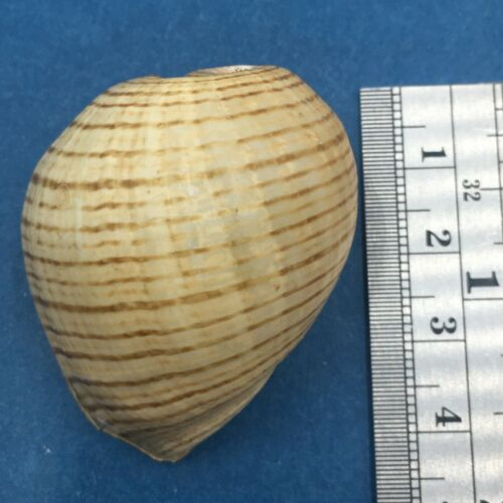 #1 Hydatina physis Huge 43.7mm Indo Pacific Amplustridae