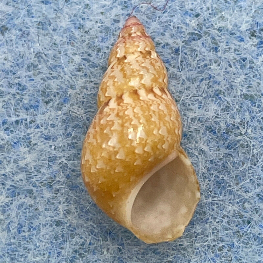 #6 Phasianella solida 14.2mm F+ Balicasag Is. Philippines Tangle Net 130-230m