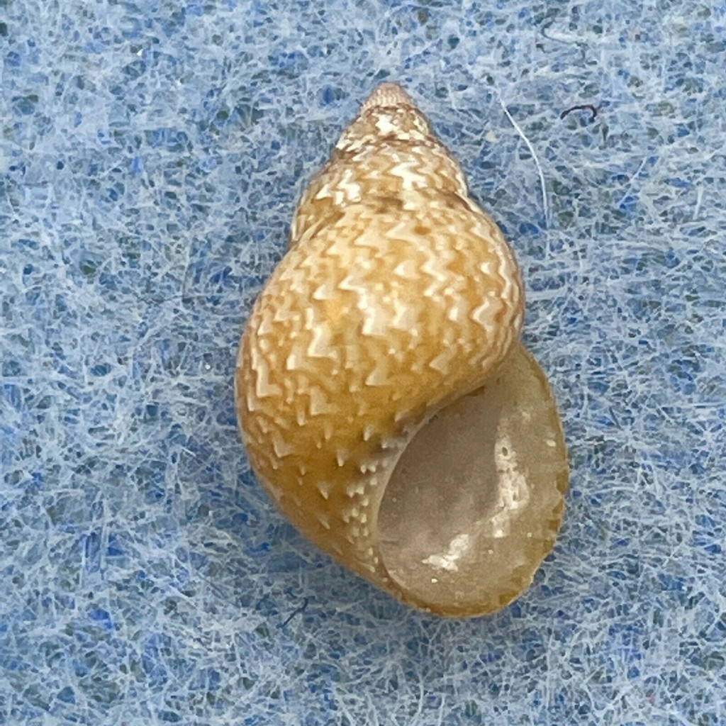 #17 Phasianella solida 11.4mm F+ Balicasag Is. Philippines Tangle Net 130-230m