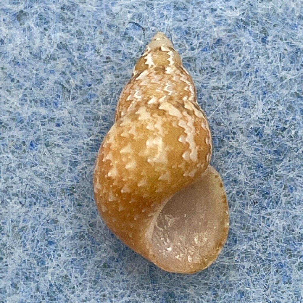 #10 Phasianella solida 13mm F+ Balicasag Is. Philippines Tangle Net 130-230m