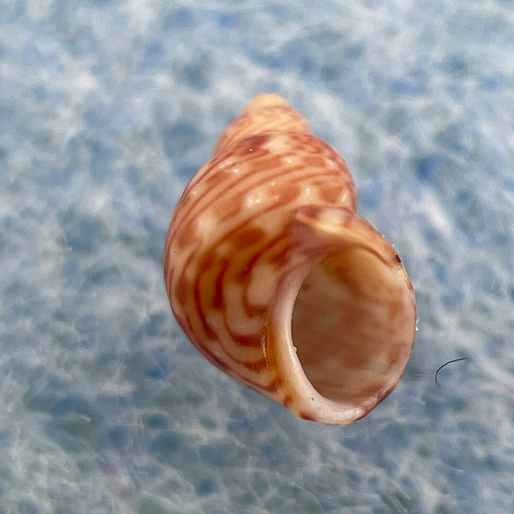 #9 Tricolia pullus 5.2mm F+ Playa de las Amerias, Tenerife, Canary Is.