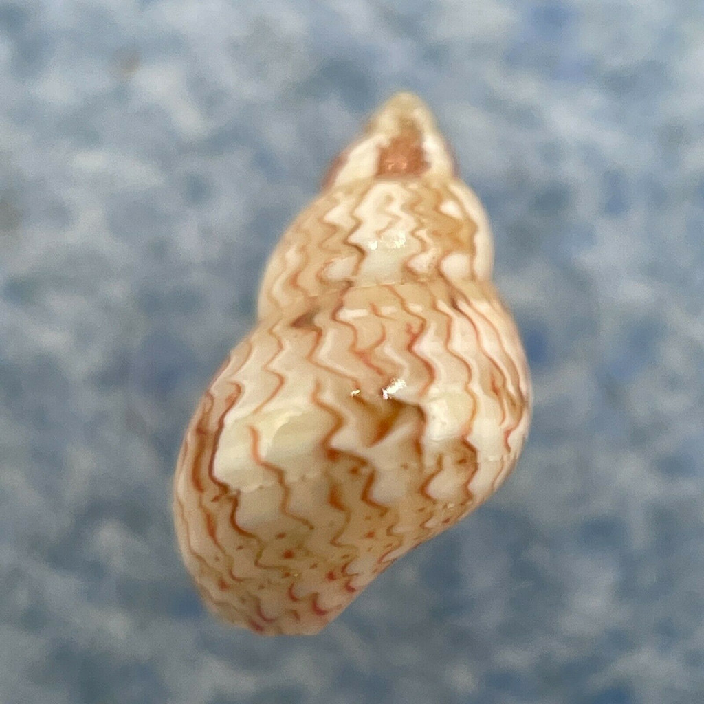 Tricolia (Phasianella) modesta 6.9mm F++ Siquijor Island, Philippines