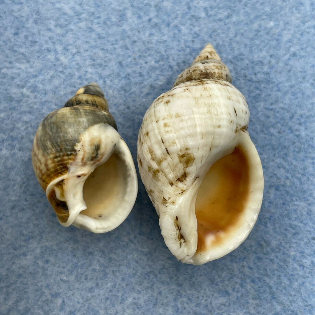 Tritia mutabilis 21-32mm F South Of France, On Beach