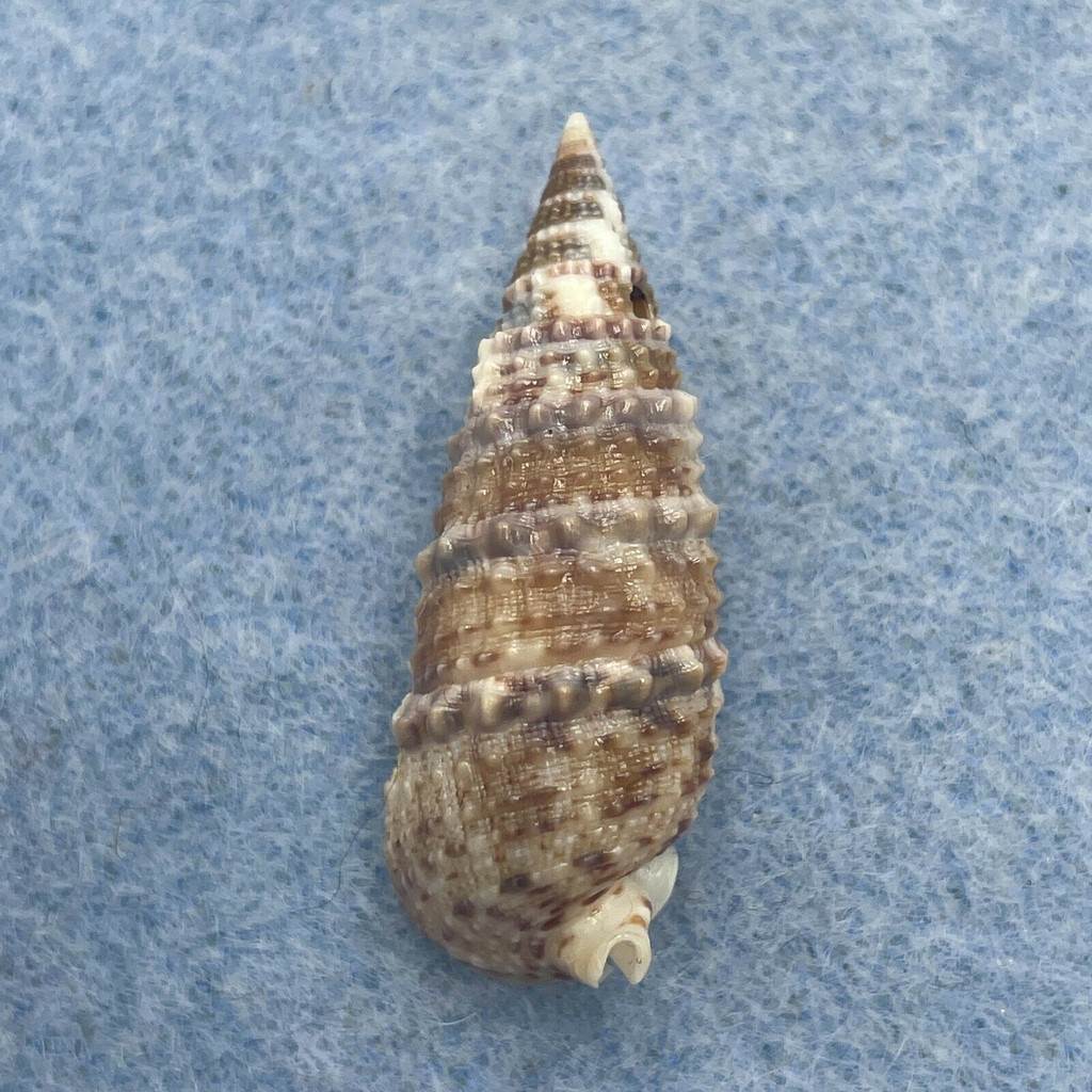 #4 Rhinoclavis sinensis 31.2mm F+ (Hole) Indonesia