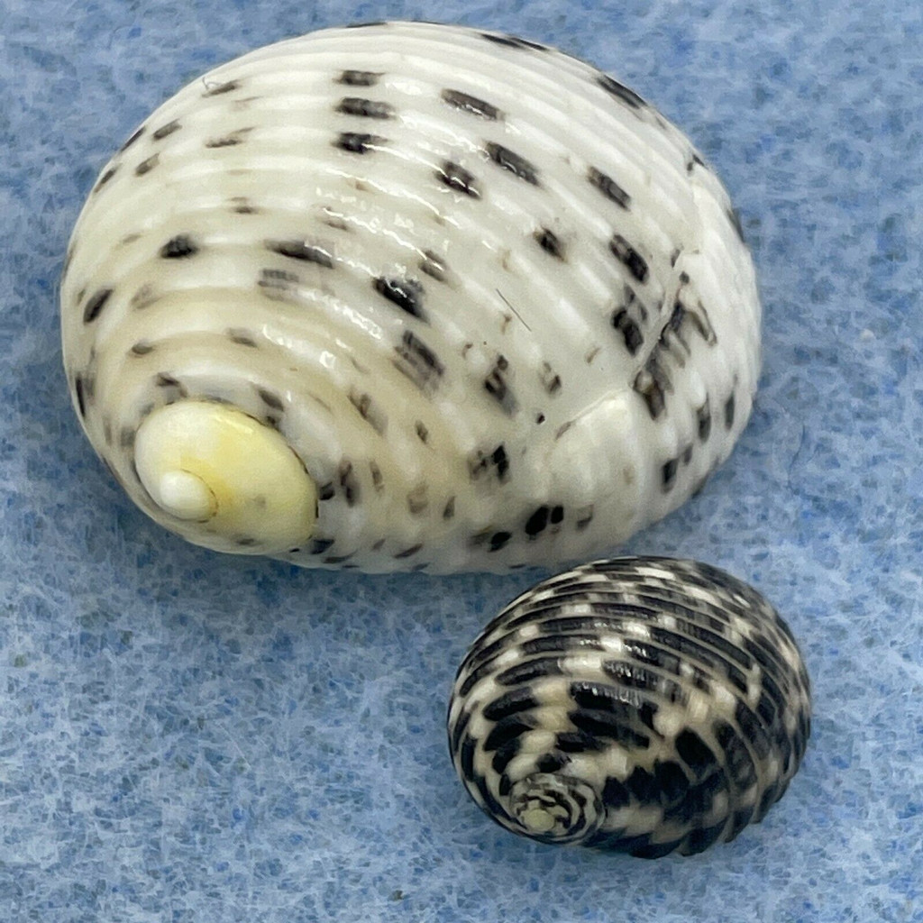 #4 Nerita undata 10.4-19.5mm F+ Balicasag Is. Philippines Tangle Net 130-230m