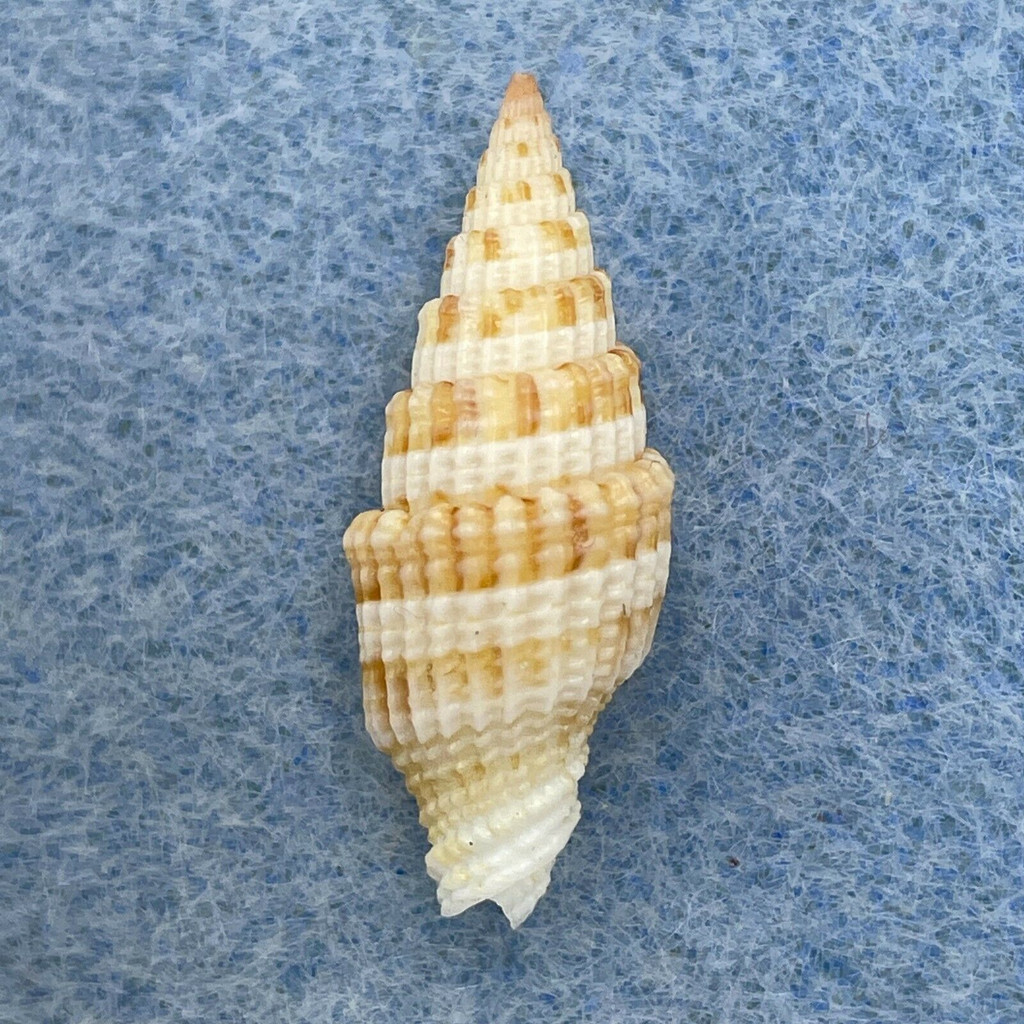 #1 Vexillum rodgersi 24.1mm F++ Olango Is. Philippines, From Fishermen