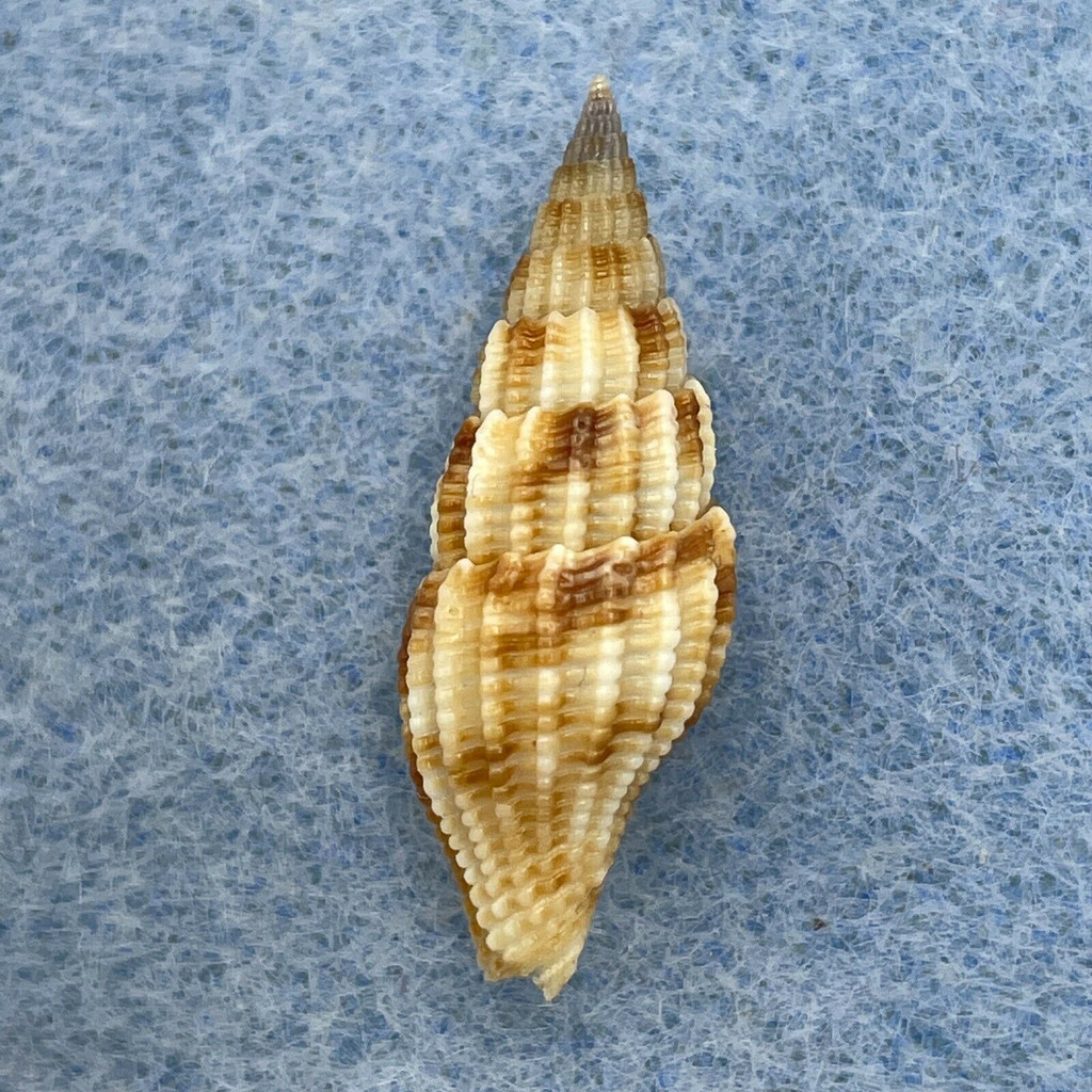 Vexillum asperum 24.5mm F++ Punta Engano, Philippines, Trawled 200-250m