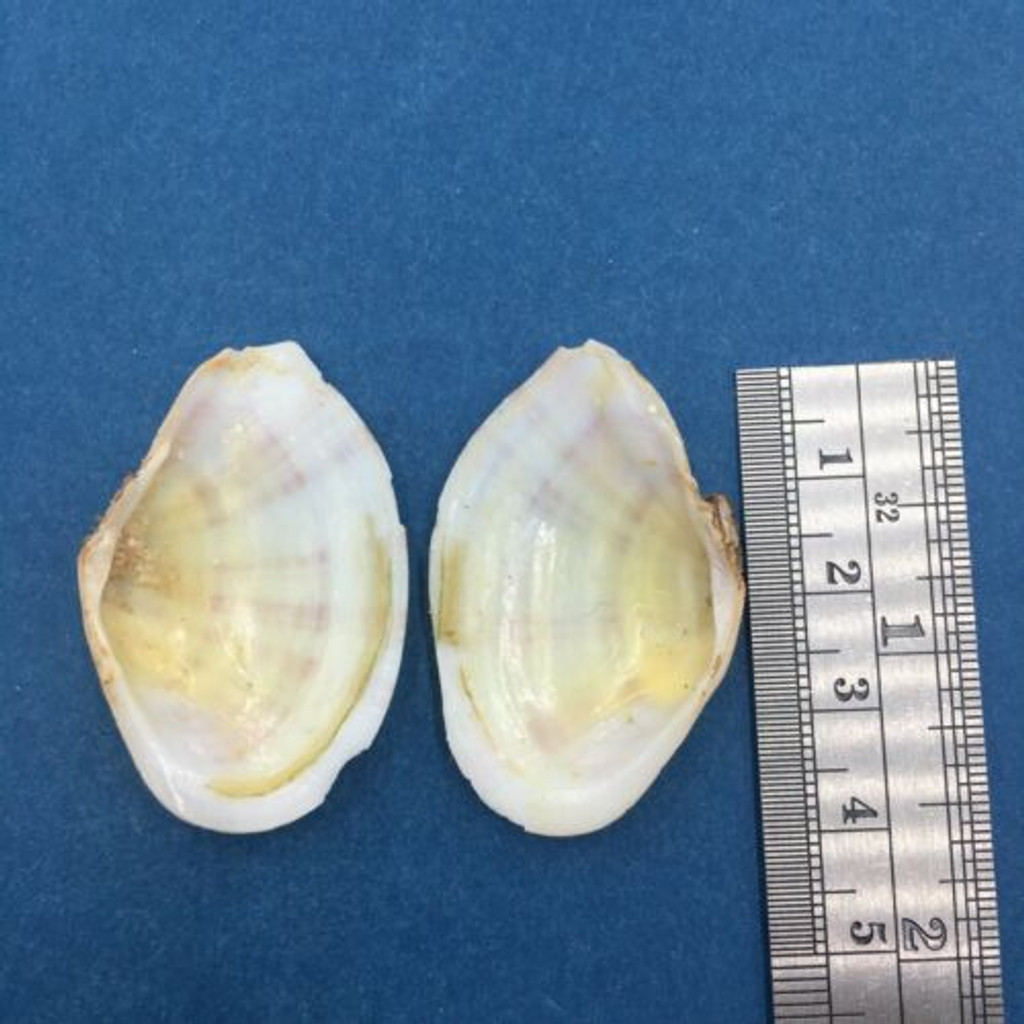 #10 Tellina virgata 41mm Malolo Lai Lai, Fiji, On Sand Near Reef, Day Snorkel