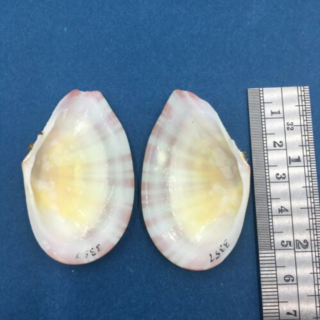 #5 Tellina virgata 53mm Malolo Lai Lai, Fiji, On Sand Near Reef, Day Snorkel