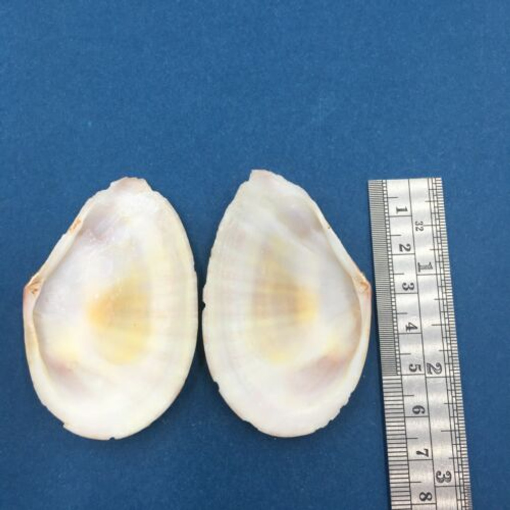 #4 Tellina virgata 64mm Malolo Lai Lai, Fiji, On Sand Near Reef, Day Snorkel