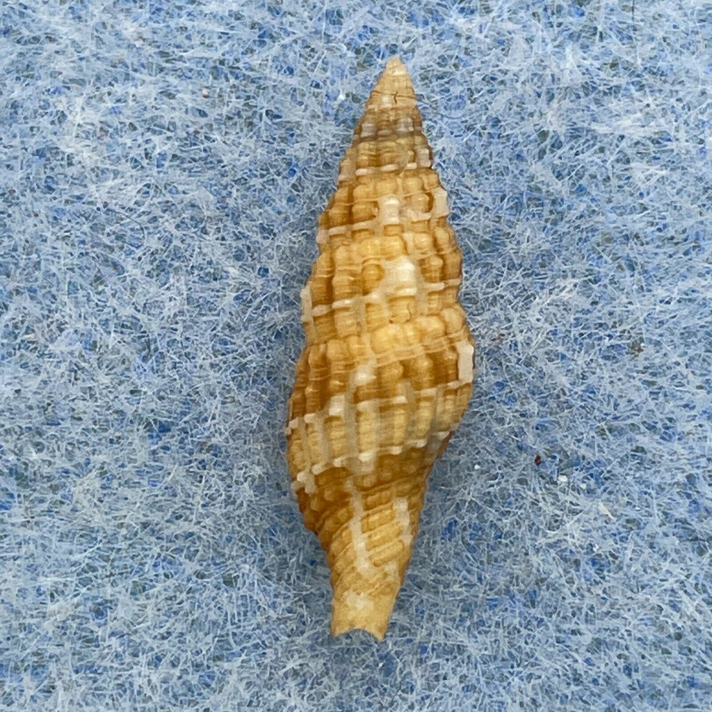 Prodotia lannumi 17.6mm F+ Mactan Is. Philippines, Lumun-lumun Net 80-100m