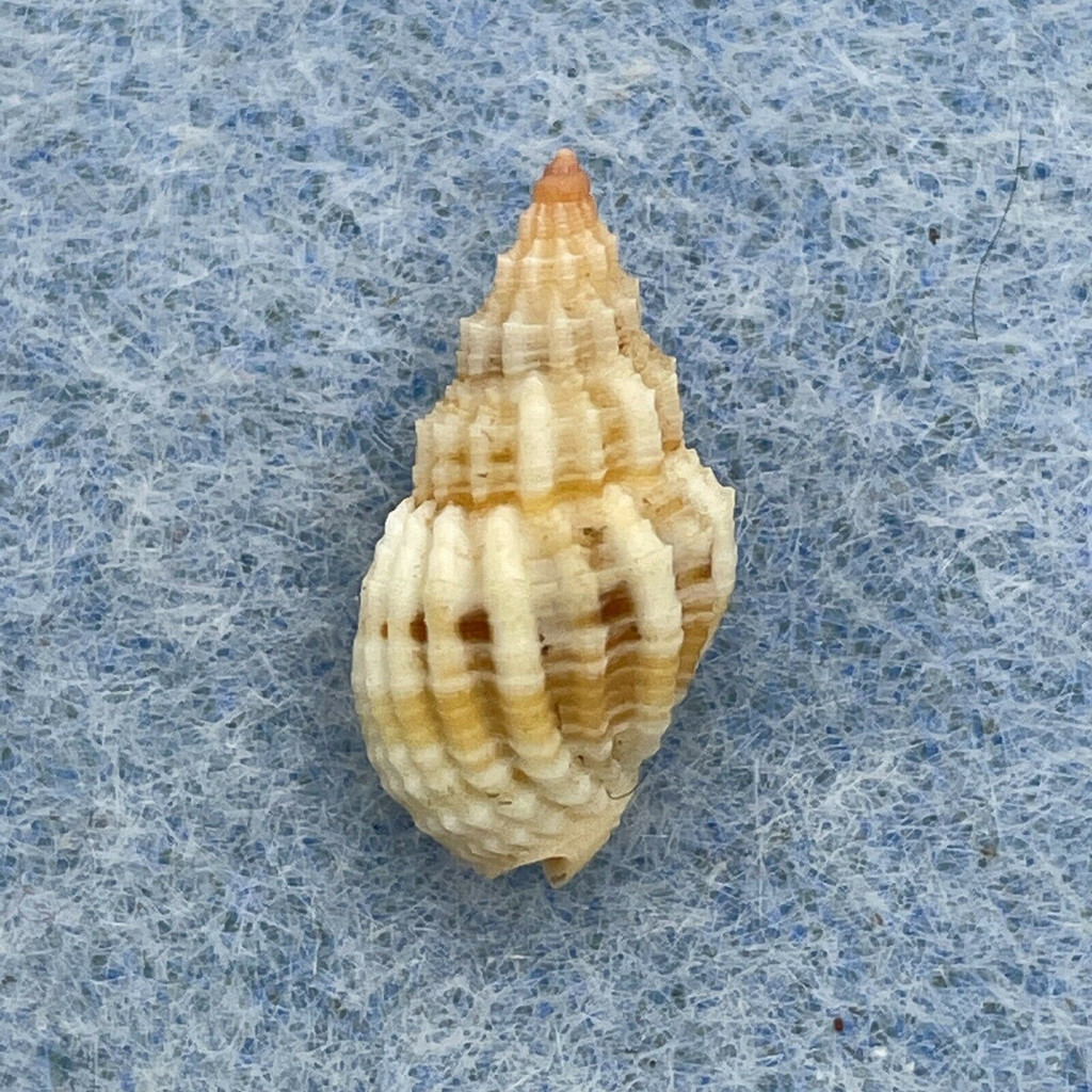 Phos cyanostoma 14.9mm F++ Nocnocan Is. Philippines Trawled 30-50m Nassariidae