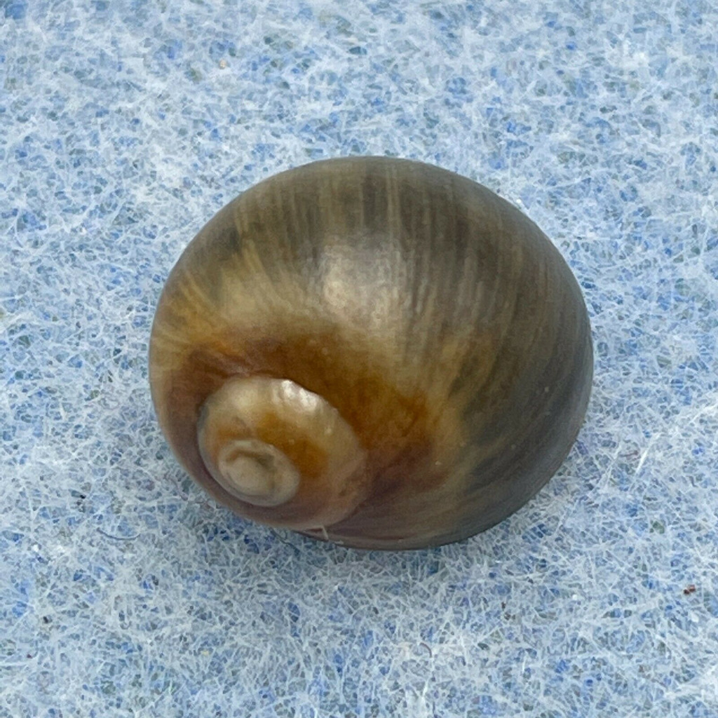 Euspira nitida 11.9mm F+ Wijk Ann Zee, Netherlands Near Pier