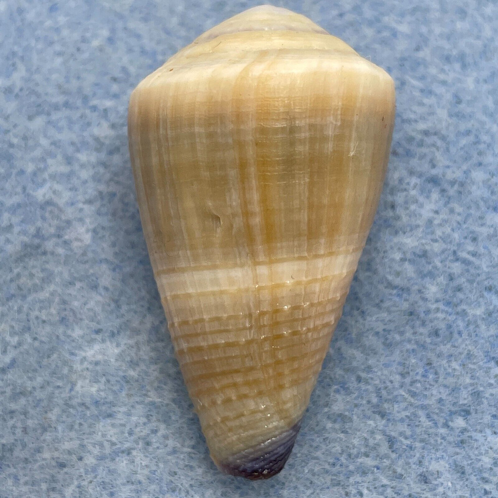 #2 Conus sugillatus 36.9mm F++ Marinduque, Philippines