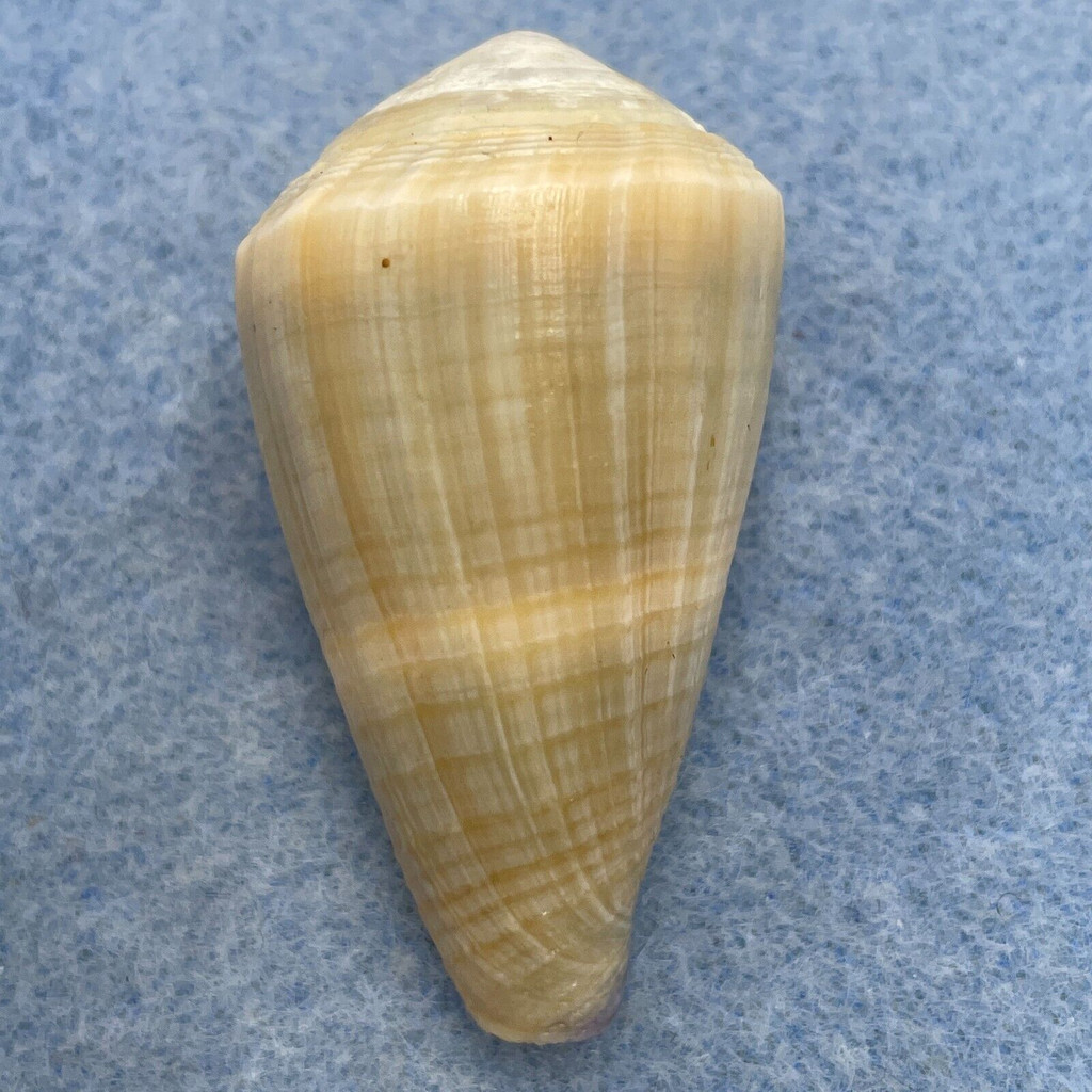 #1 Conus sugillatus 43.6mm F++ Marinduque, Philippines