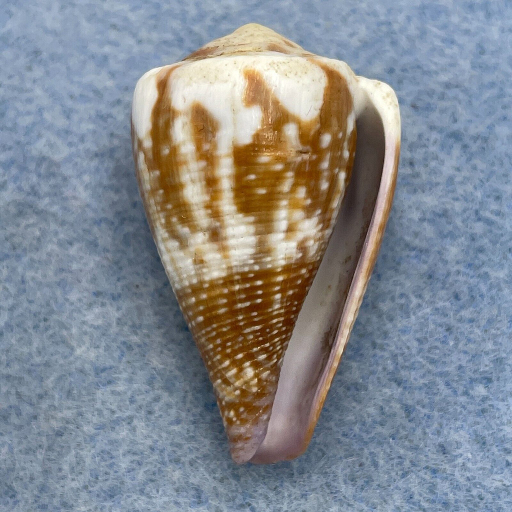 #4 Conus rattus 32.3mm F+ Bohol, Philippines