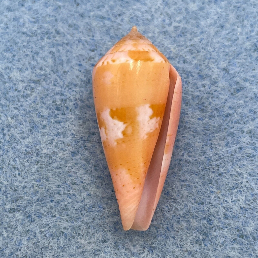 #2 Conus corallinus 24.1mm F++ Cebu Philippines Netted 20m On Rubble