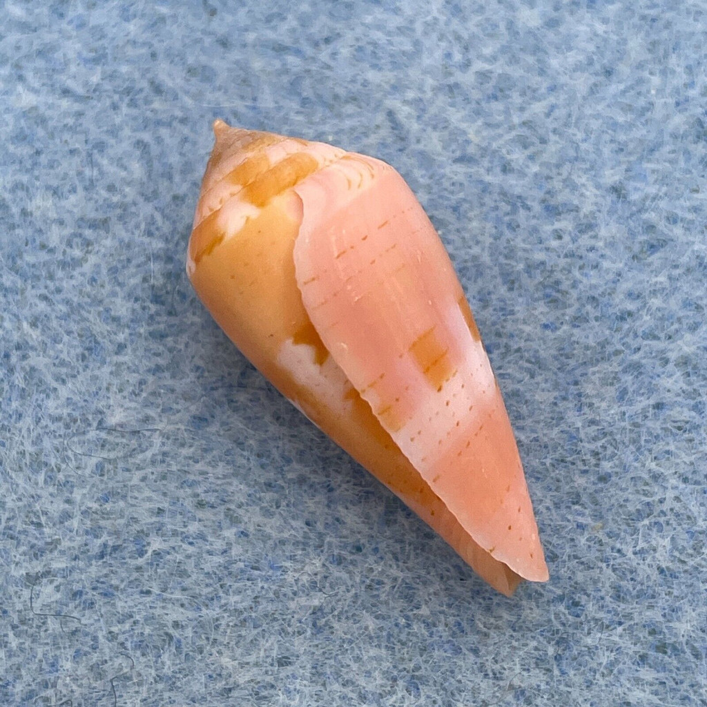 #2 Conus corallinus 24.1mm F++ Cebu Philippines Netted 20m On Rubble