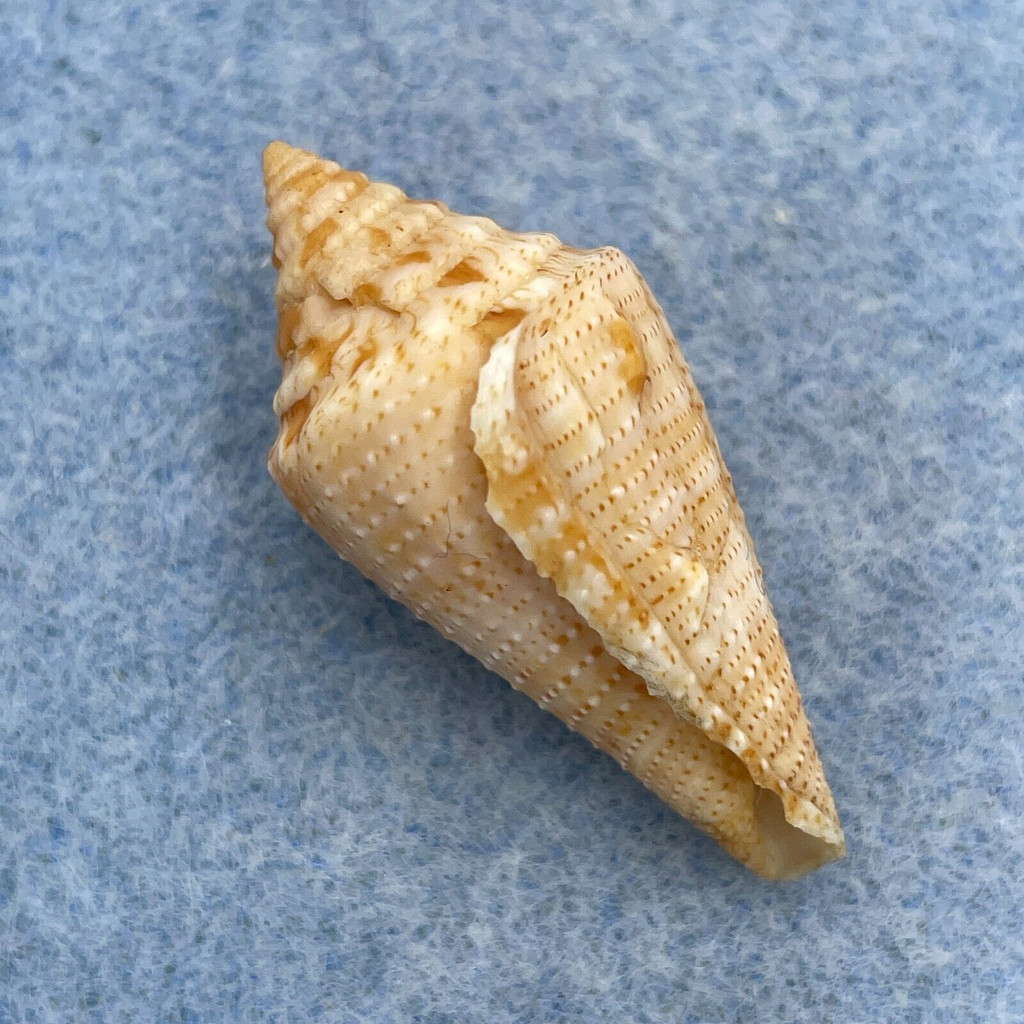 Conus granarius 34.2mm F+ (Rough Lip) Venezuelan Gulf, Colombia Dredged 60fms