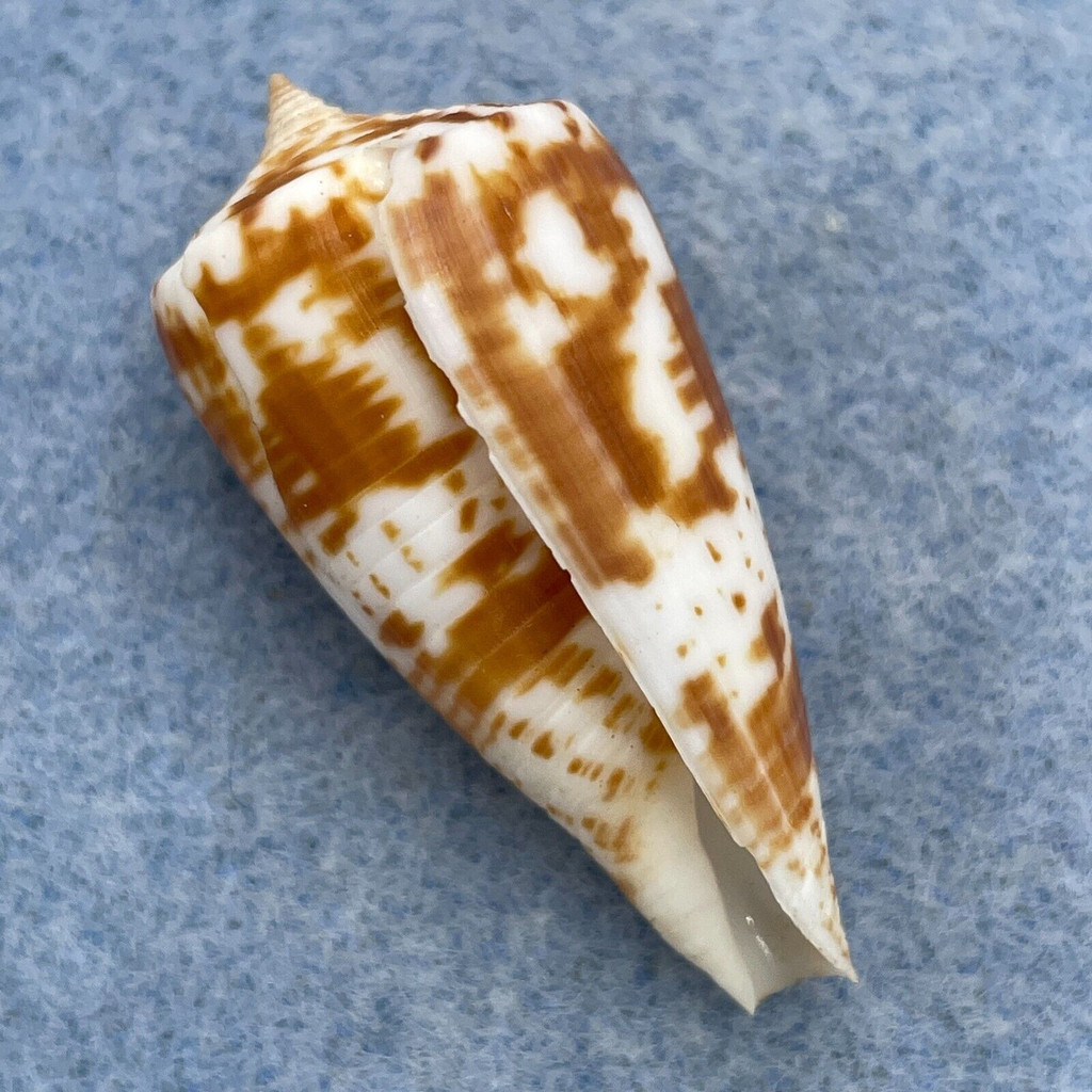 Conus andamanensis 36.9mm F+ Southeast Asia
