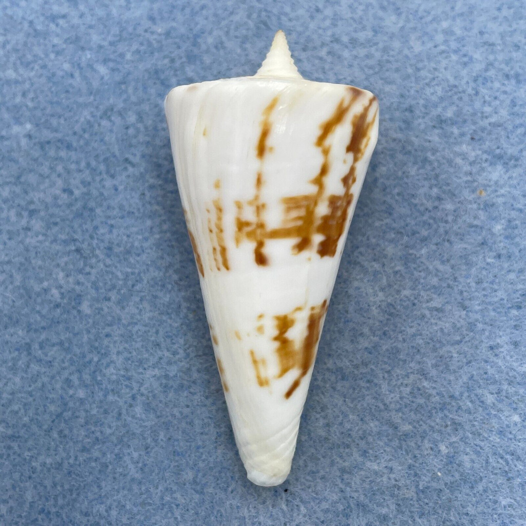 Conus bayani 54.5mm F+ W/O Madras, India 170' By Fishing Boat