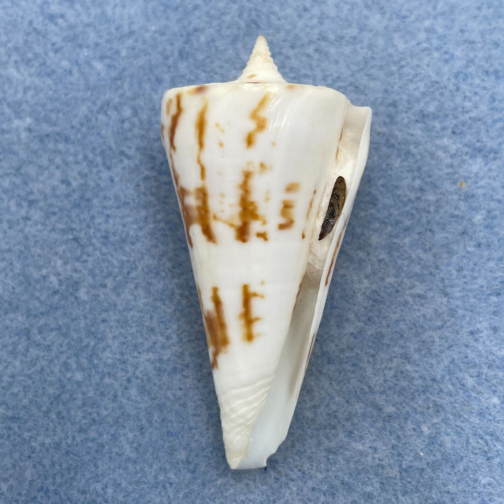 Conus bayani 54.5mm F+ W/O Madras, India 170' By Fishing Boat