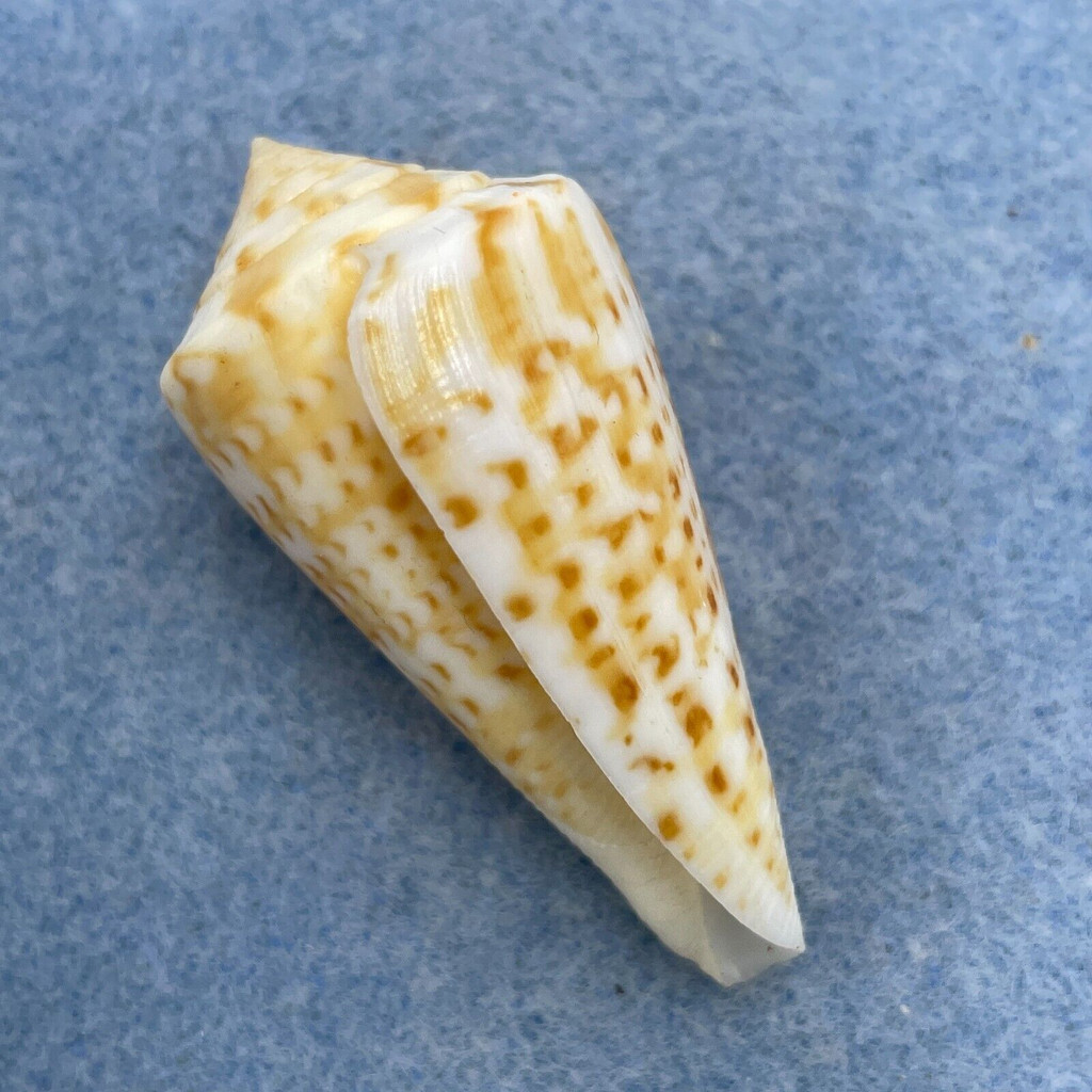 Conus clenchi 48.5mm F++ Marataizes, Brazil, Trawled By Net 35-40m